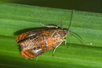 Olethreutes arcuella