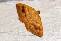 Camptogramma bilineata