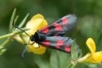 Zygaena trifolii