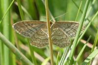 Idaea macilentaria