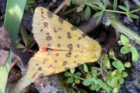 Diacrisia purpurata