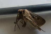 Agrotis exclamationis