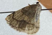 Stegania trimaculata