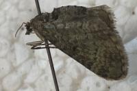 Gymnoscelis rufifasciata