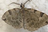 Colostygia pectinataria