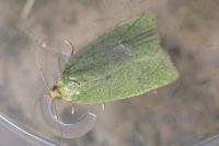Tortrix viridana