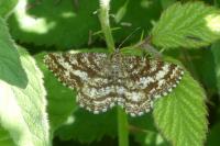 Ematurga atomaria