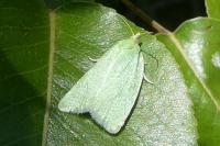 Tortrix viridana
