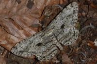 Hypomecis roboraria