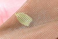 Tortrix viridana