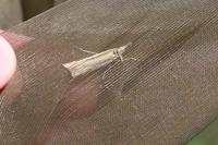 Crambus pascuella