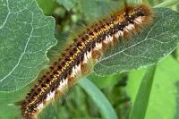 Euthrix potatoria