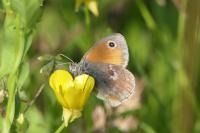 Coenonympha pamphilus
