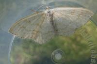 Scopula floslactata