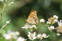 Issoria lathonia