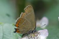 Satyrium pruni