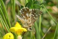Pyrgus malvae
