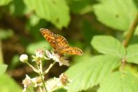 Melitaea athalia