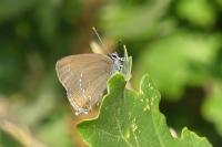 Satyrium ilicis