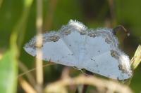 Scopula ornata