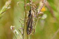 Spiris striata