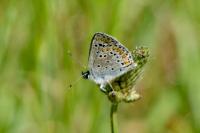 Aricia agestis