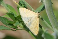 Sitochroa verticalis