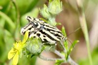 Emmelia trabealis