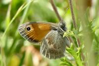 Coenonympha pamphilus