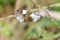 Acontia lucida