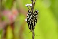 Emmelia trabealis