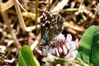 Pyrgus malvae
