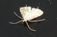 Elophila nymphaeata