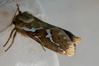 Korscheltellus lupulinus