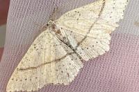 Cyclophora punctaria