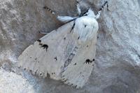 Acronicta leporina