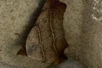 Laspeyria flexula