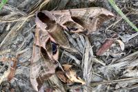 Smerinthus ocellatus