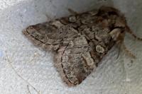 Brachylomia viminalis