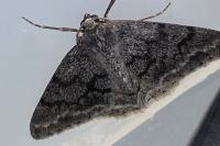 Pseudoterpna coronillaria