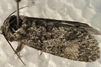 Acronicta megacephala