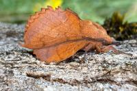 Gastropacha quercifolia