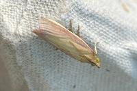 Oncocera semirubella