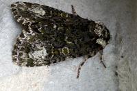 Craniophora ligustri