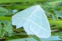 Campaea margaritaria