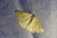 Pseudoterpna pruinata