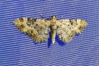 Eupithecia pulchellata