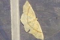 Cyclophora punctaria