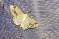 Idaea trigeminata