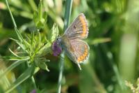 Aricia agestis